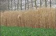Braives : culture d'herbe à éléphant